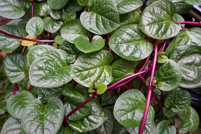 Mengolah Daun Binahong Menjadi Obat Herbal untuk Luka dan Peradangan Mengolah Daun Binahong Menjadi Obat Herbal untuk Luka dan Peradangan