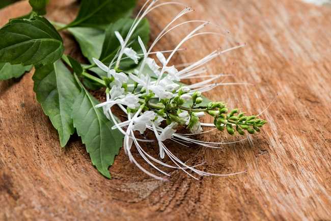 Cara Mengolah Kumis Kucing Menjadi Permen Herbal
